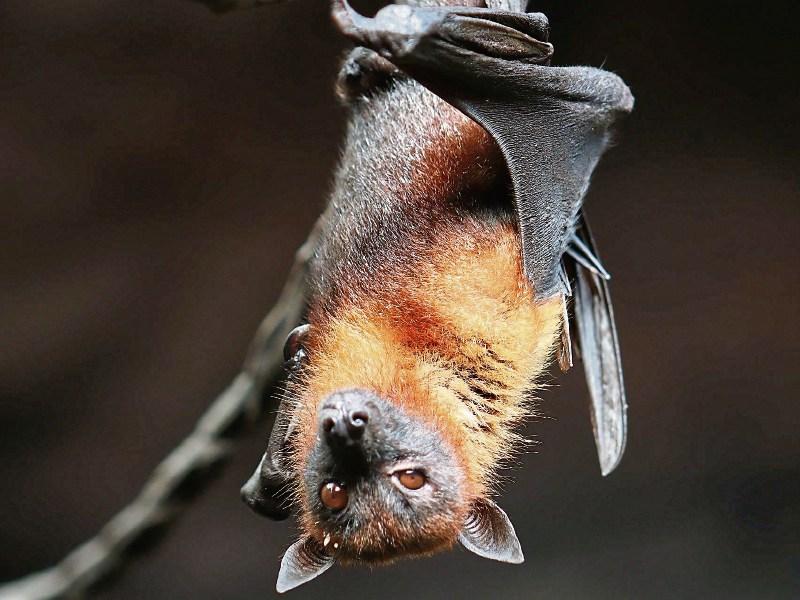 Going batty for warm weather - Albert Nolan