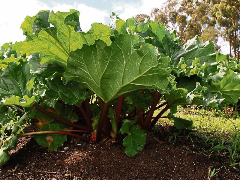 All about food: 'Ready for rhubarb' - Ginger Girl