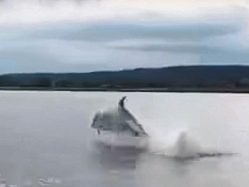 WATCH: Dolphins make a splash in Limerick