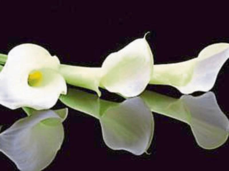 Deaths in Limerick - May 23,2020