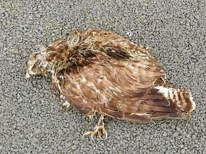 Investigation launched following death of rare buzzard Limerick Live