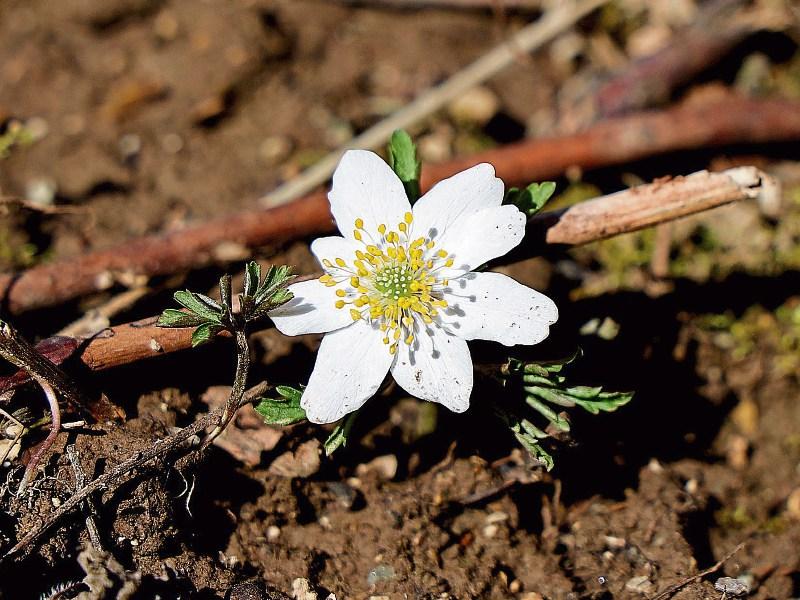 'Gardening in the shade' - Albert Nolan