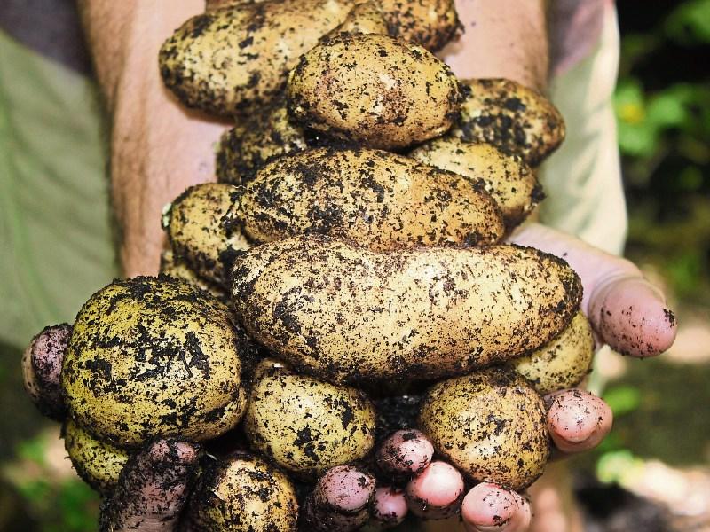 'The story of spuds' - James Vaughan