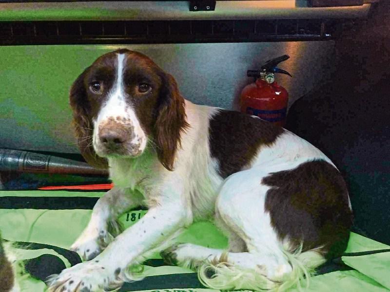 Gardai warn dog owners of theft as prices for animals 'soar'