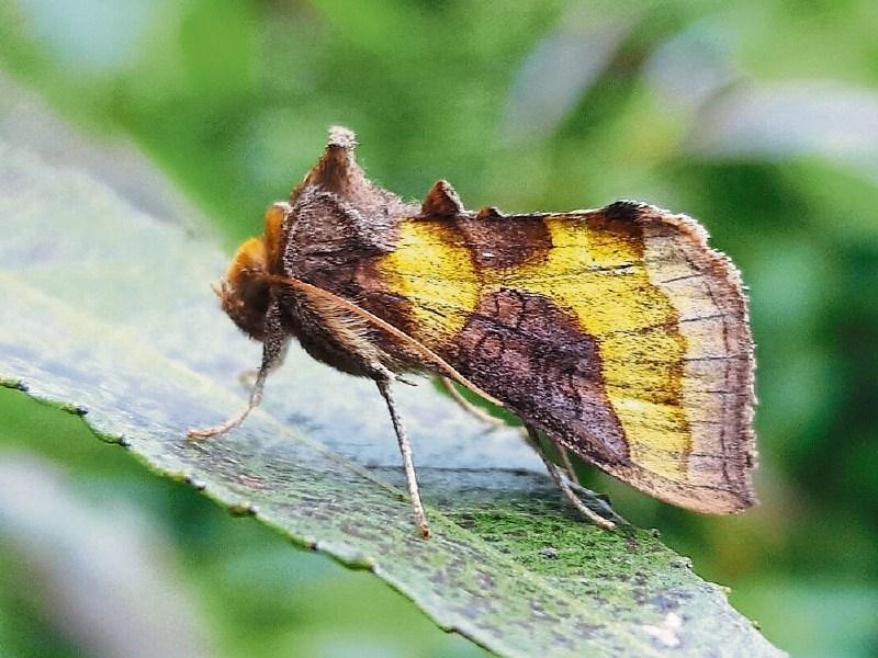 Wild About Wildlife: Finding emeralds at the end of July - Albert Nolan