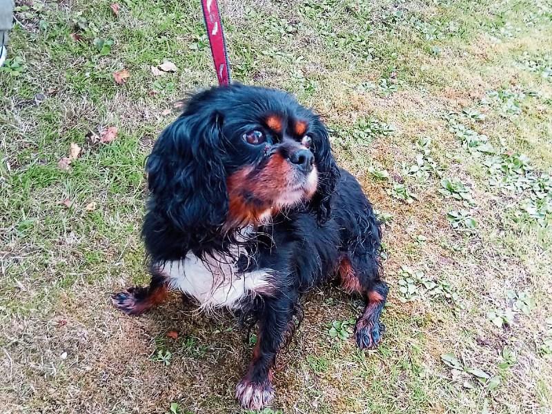 Nine ‘stolen’ dogs located in Limerick town remain in garda custody