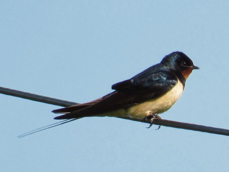 Wild About Wildlife: Swallows grace the last of summer - Albert Nolan