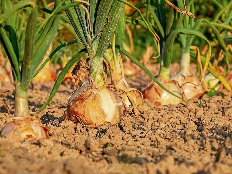 Green Fingers: Late summer means harvest time - James Vaughan