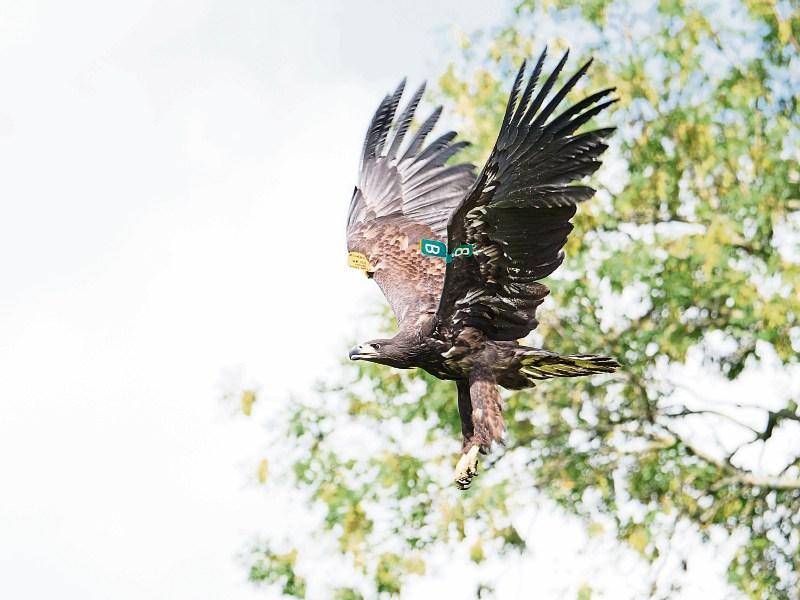 The eagles have landed - Two Limerick men behind project releasing Norwegian white-tailed eagles