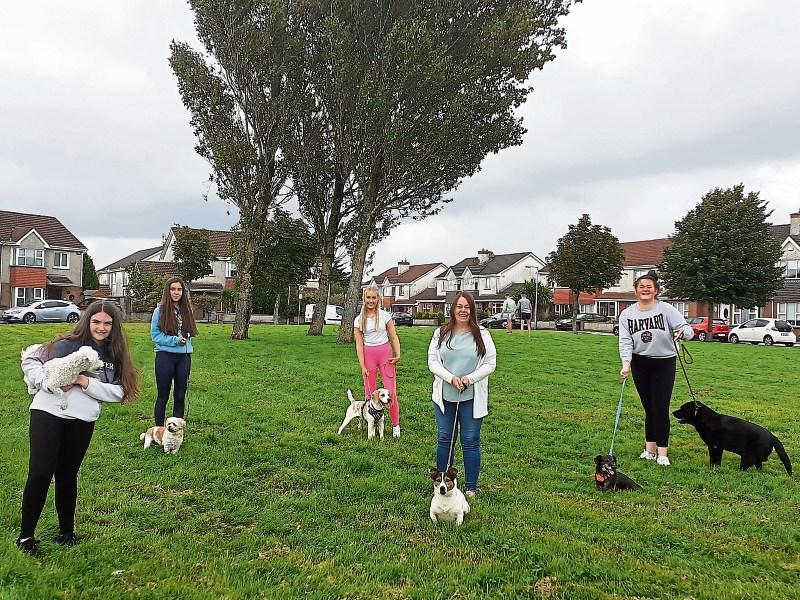New dog park in Limerick city a distinct pawsibility! Limerick Live