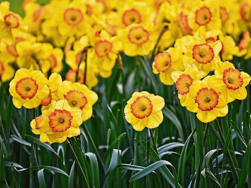 Green Fingers: Is it too early to plant spring flowering bulbs? - James Vaughan