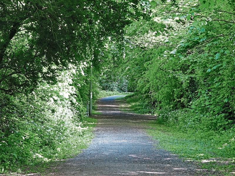 Wild About Wildlife: Bathing in forests connections - Albert Nolan