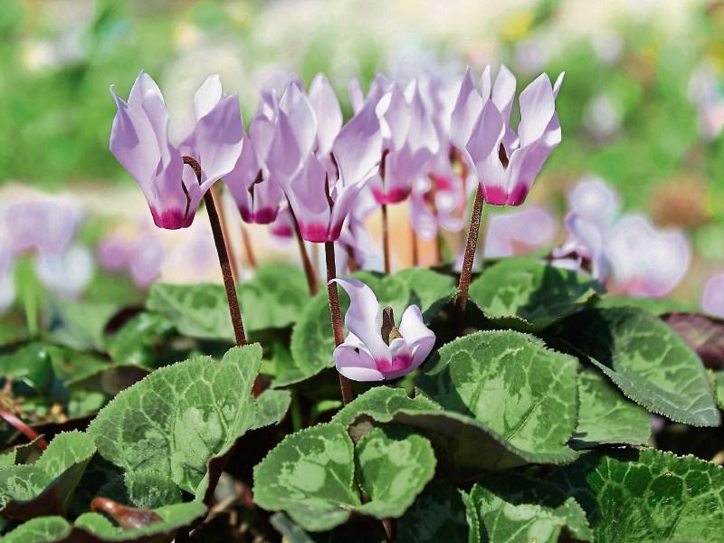 Green Fingers: Signs winter is just around the corner - James Vaughan