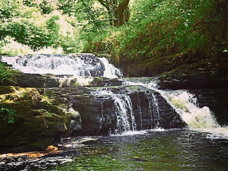 Wild About Wildlife: Exploring the Clare Glens - Albert Nolan