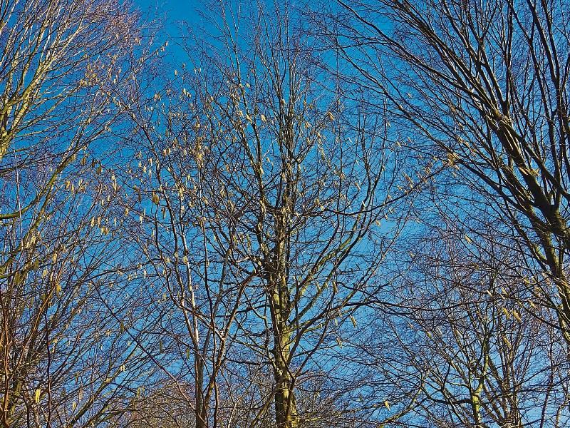 Wild About Wildlife: The magic of hazel: Albert Nolan