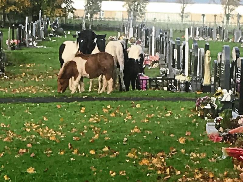 Grave anger as horses graze in Limerick  cemetery