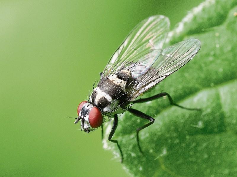 Buzz off: Trouble with flies? - Wild About Wildlife