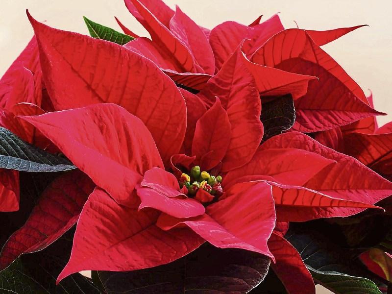 Green Fingers: Some festive foliage for Christmas