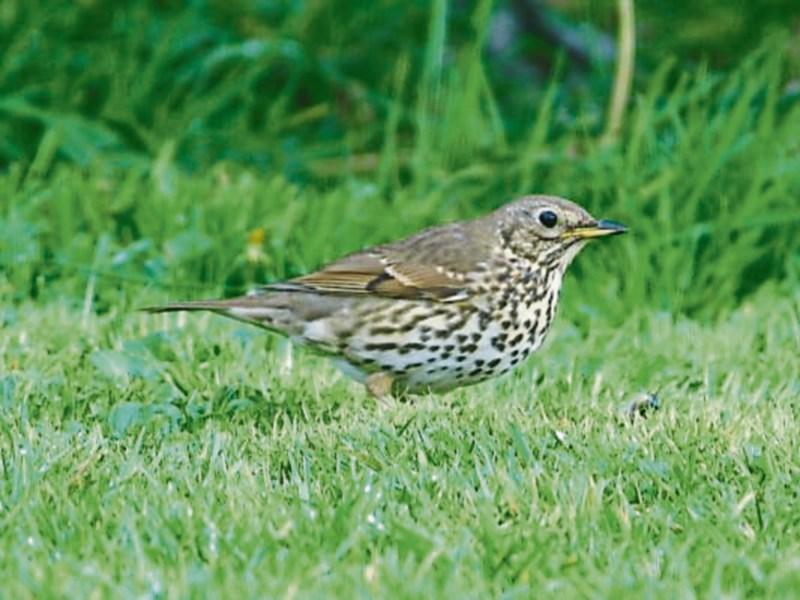 Wild About Wildlife: Song thrush sings in winter
