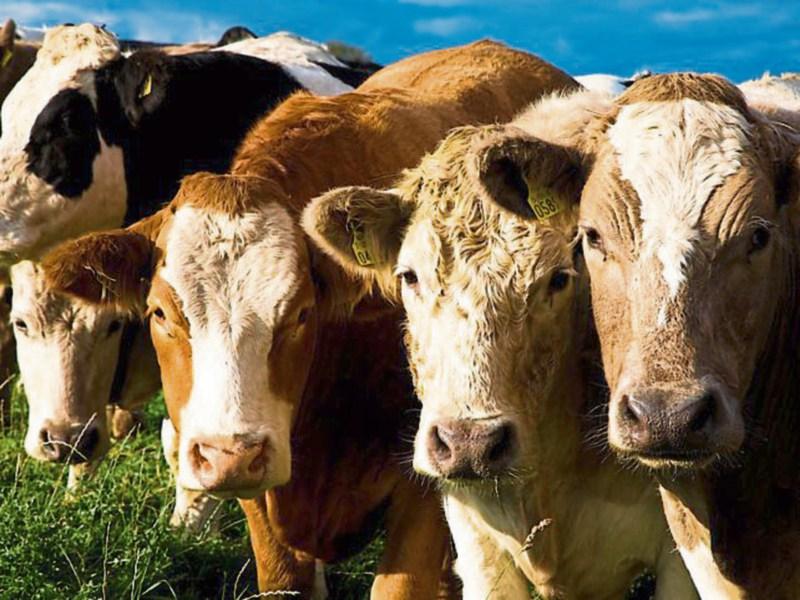 Limerick council becomes the ninth to call for meat regulator