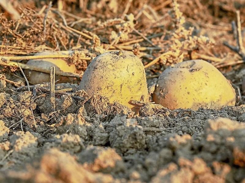 Wild About Wildlife: Digging deep on traditional spuds