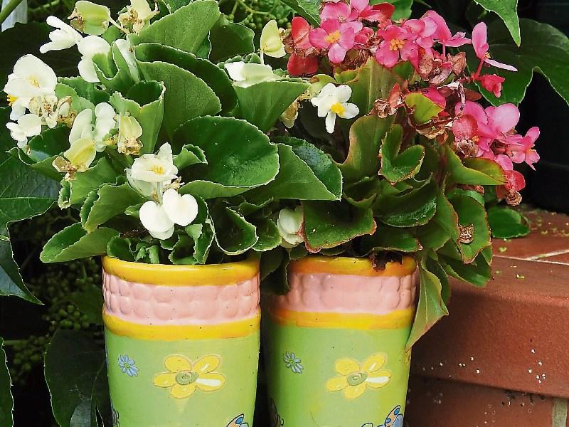 Green Fingers: Getting ready for a blooming good summer