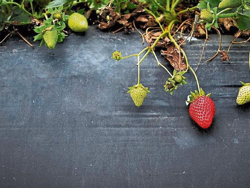 Green Fingers: Gardening time is hitting its stride