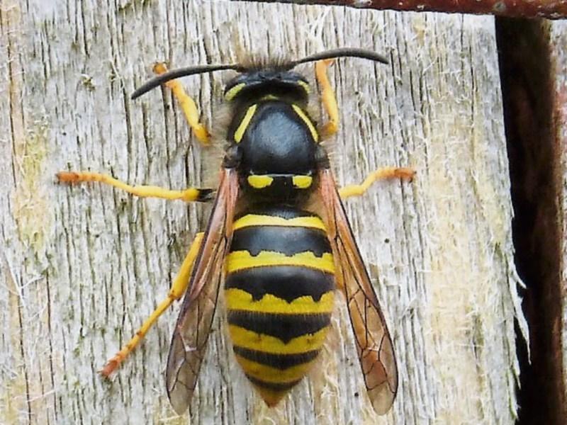 Wild About Wildlife: Pottering around in the polytunnel