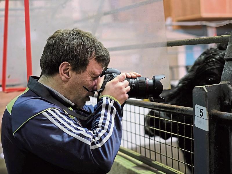 Footage from Limerick mart to feature on RTE's Angelus