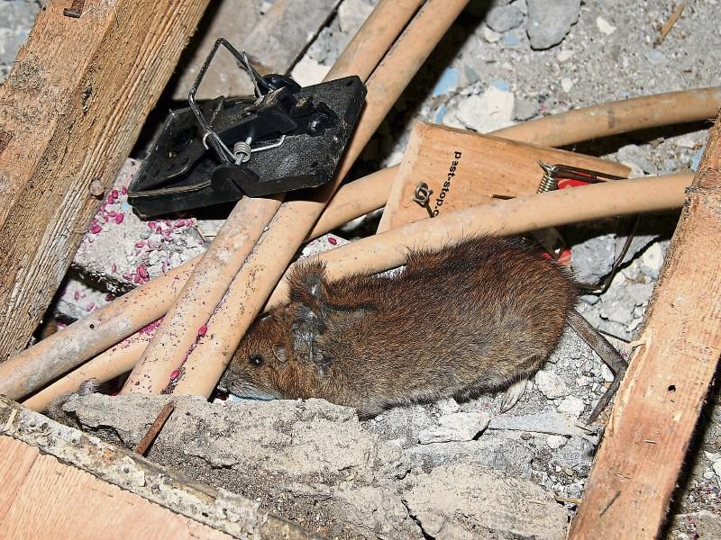 Limerick Council urged to keep rodents away from derelict homes