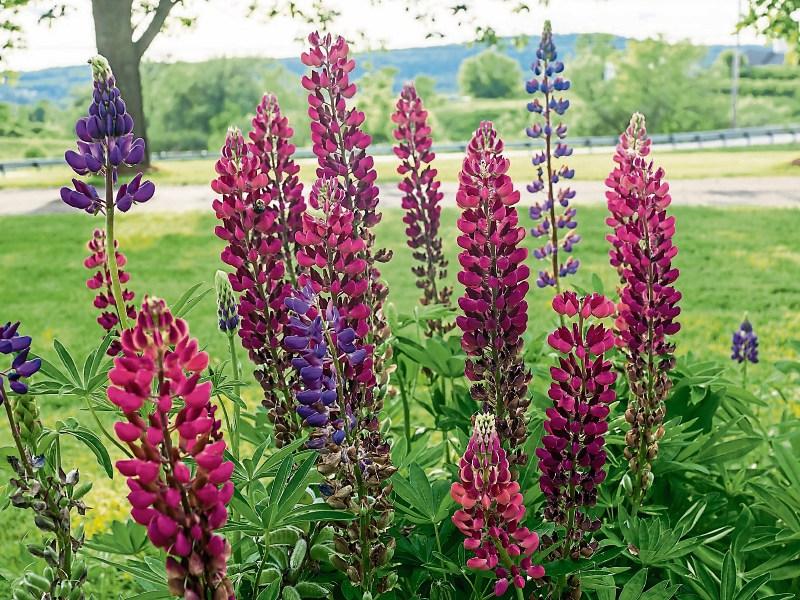 Green Fingers: Everything has it&rsquo;s role - even wasps