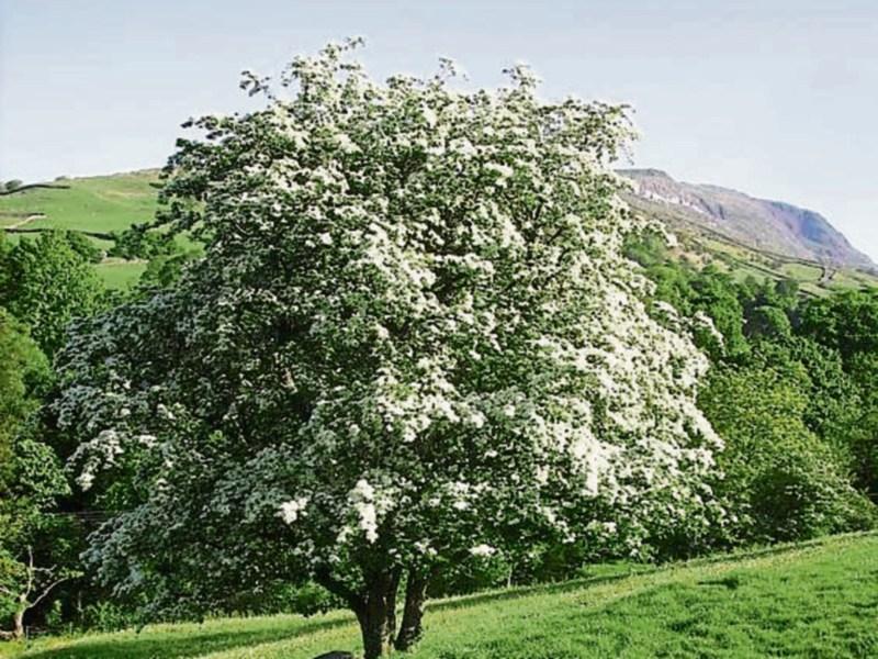 Then & Now: The magical powers of the hawthorn