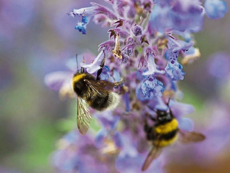 Wild About Wildlife: Celebrating nature at Monard NS