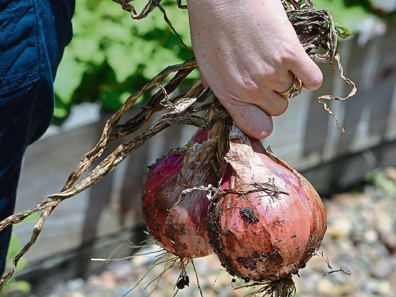 Green Fingers: Nothing beats garden fresh