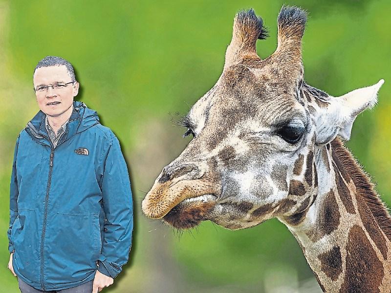 Limerick Minister not hiding in the long grass over Serengeti and giraffe comments