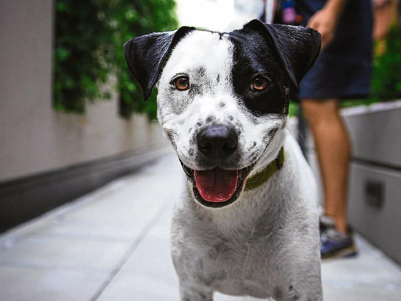 Dog day care centre set to open in Limerick despite objections