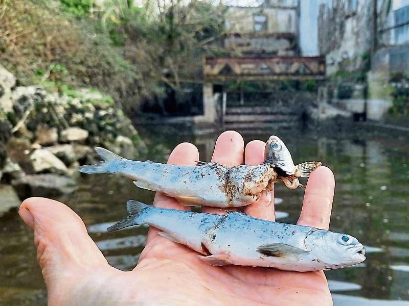 Hydro-electric turbine behind mangled fish on Limerick river anglers group claim
