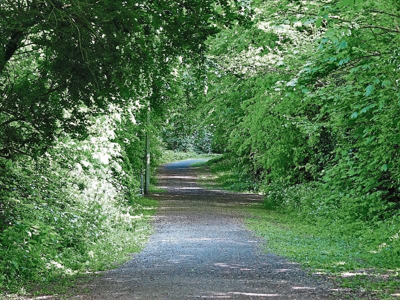 Wild About Wildlife: Going wild in Baggot Estate