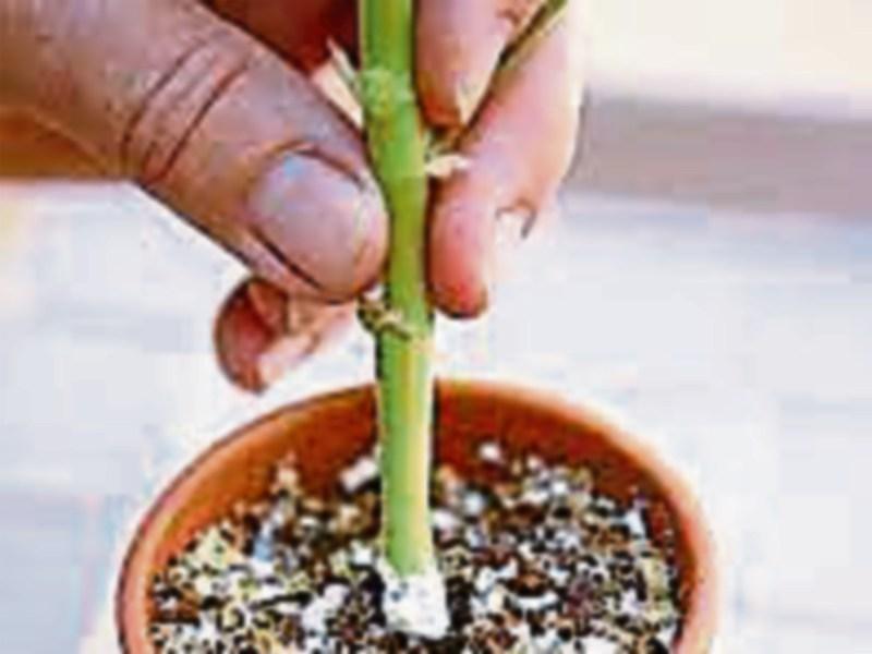 Green Fingers: Cuttings: Something from nothing