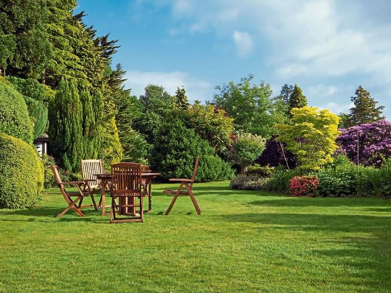 KILDARE GARDENING COLUMN: Beautiful and practical trees for your garden privacy