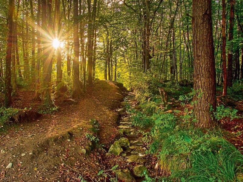 Wild About Wildlife: Nature takes it’s autumn cues