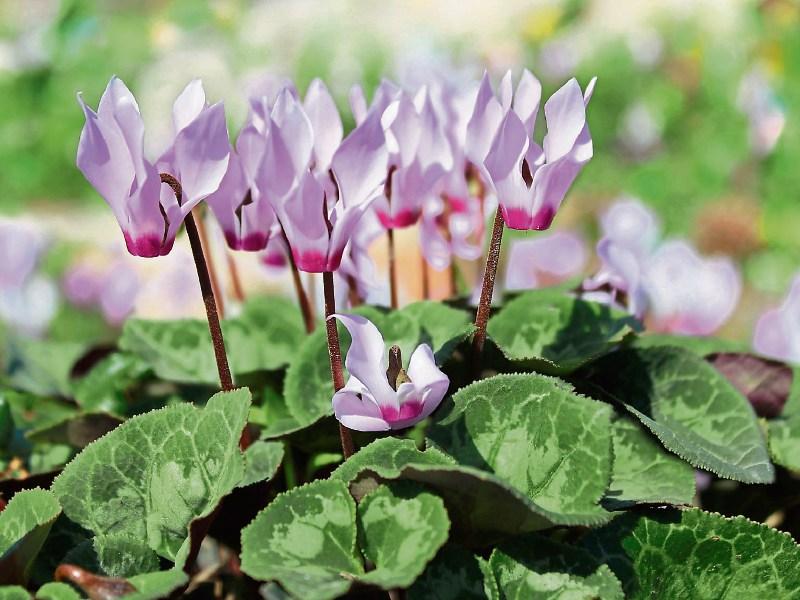 Green Fingers: Getting to grips with winter containers