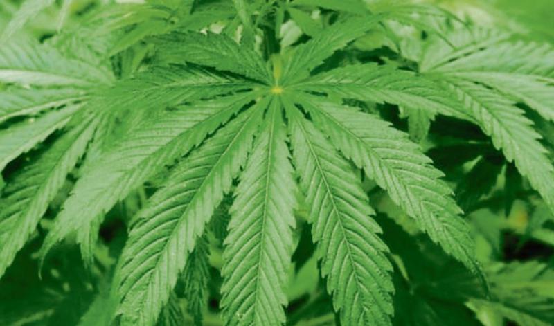 Limerick man was growing cannabis plants at his home