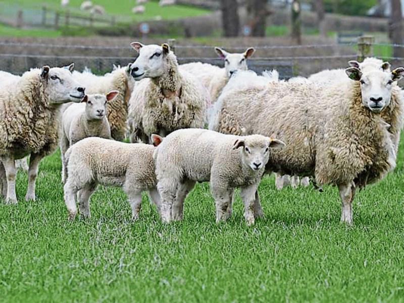 Bid to use wool for insulation is rejected by Limerick Council