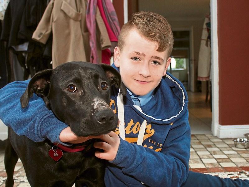 Limerick vet fears dog suffered suspected badger attack