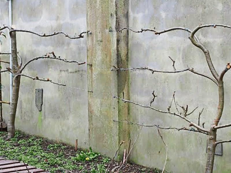 Star plants that shine in early spring