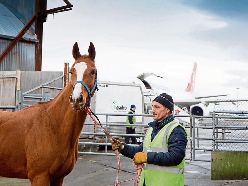 Valuable equine cargo arrives as Shannon targets market