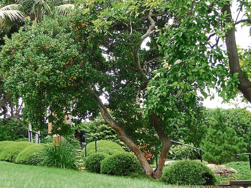 Get planting for National Tree Week