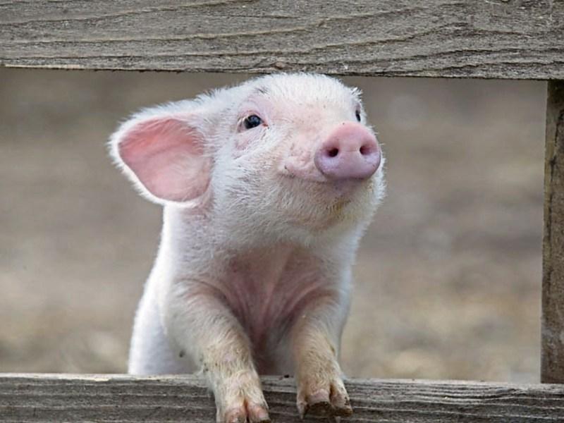 Silk purse from sow's ear in the case of one local farm dynasty