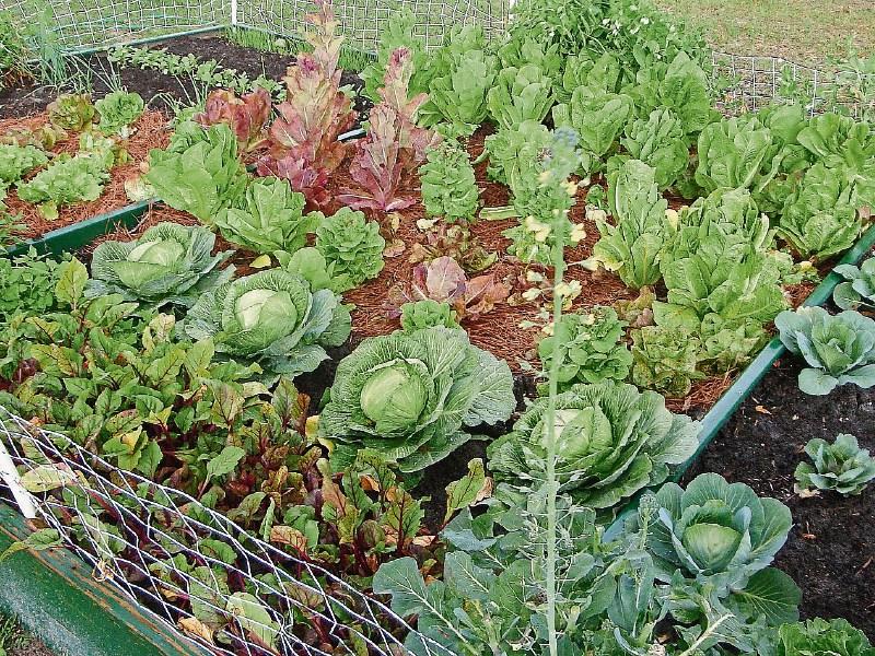 Get growing for delicious vegetables
